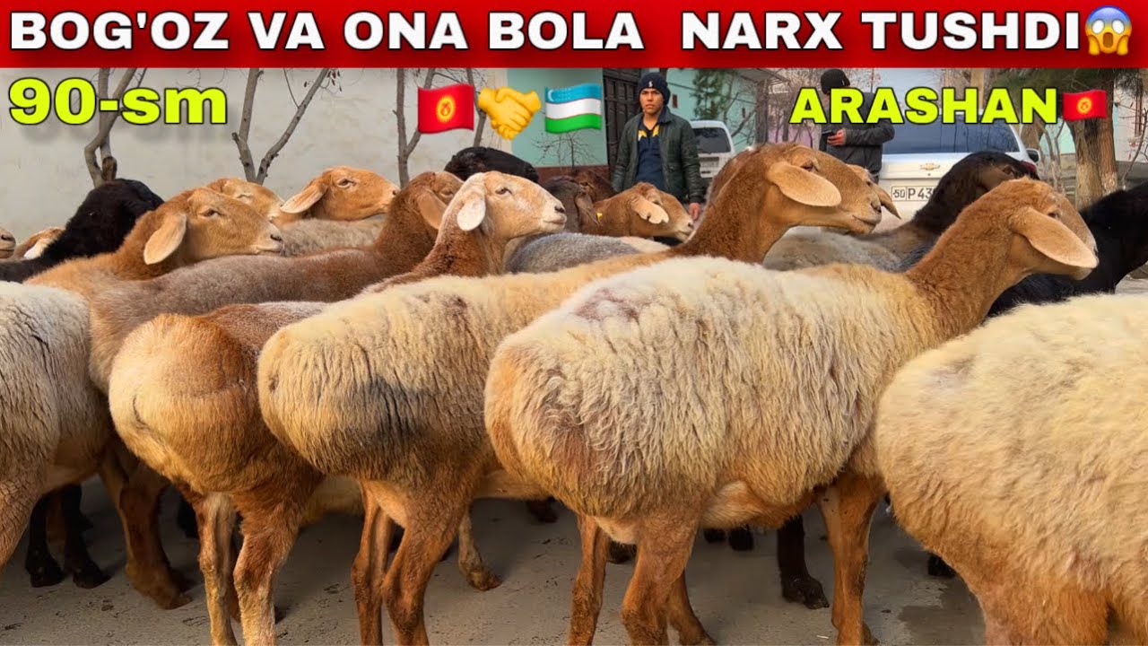 Axmatjon akaga DAXSHAT 90-SM bog‘oz ONA-BOLA keldi 😱 ARZON NARX!🇰🇬