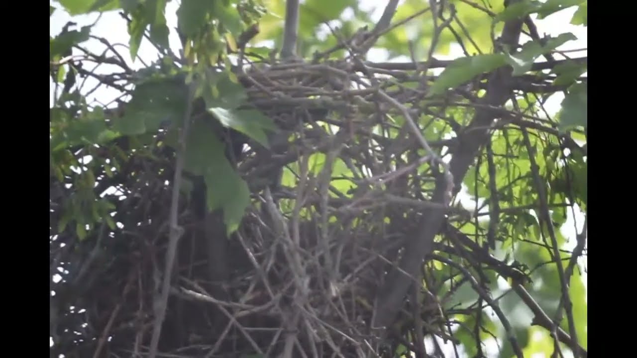ElsterTV