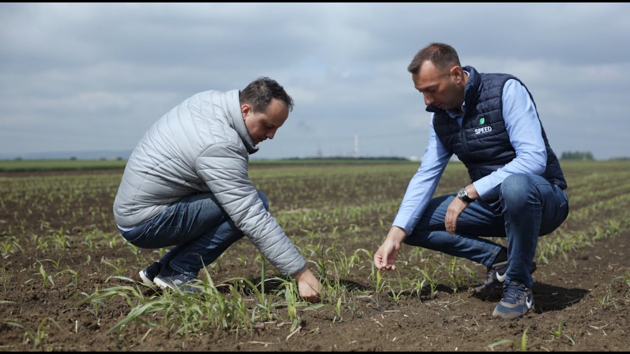 Za čistu njivu i dobar prinos &ndash; Rinico + Mezatron + Speed for Corn
