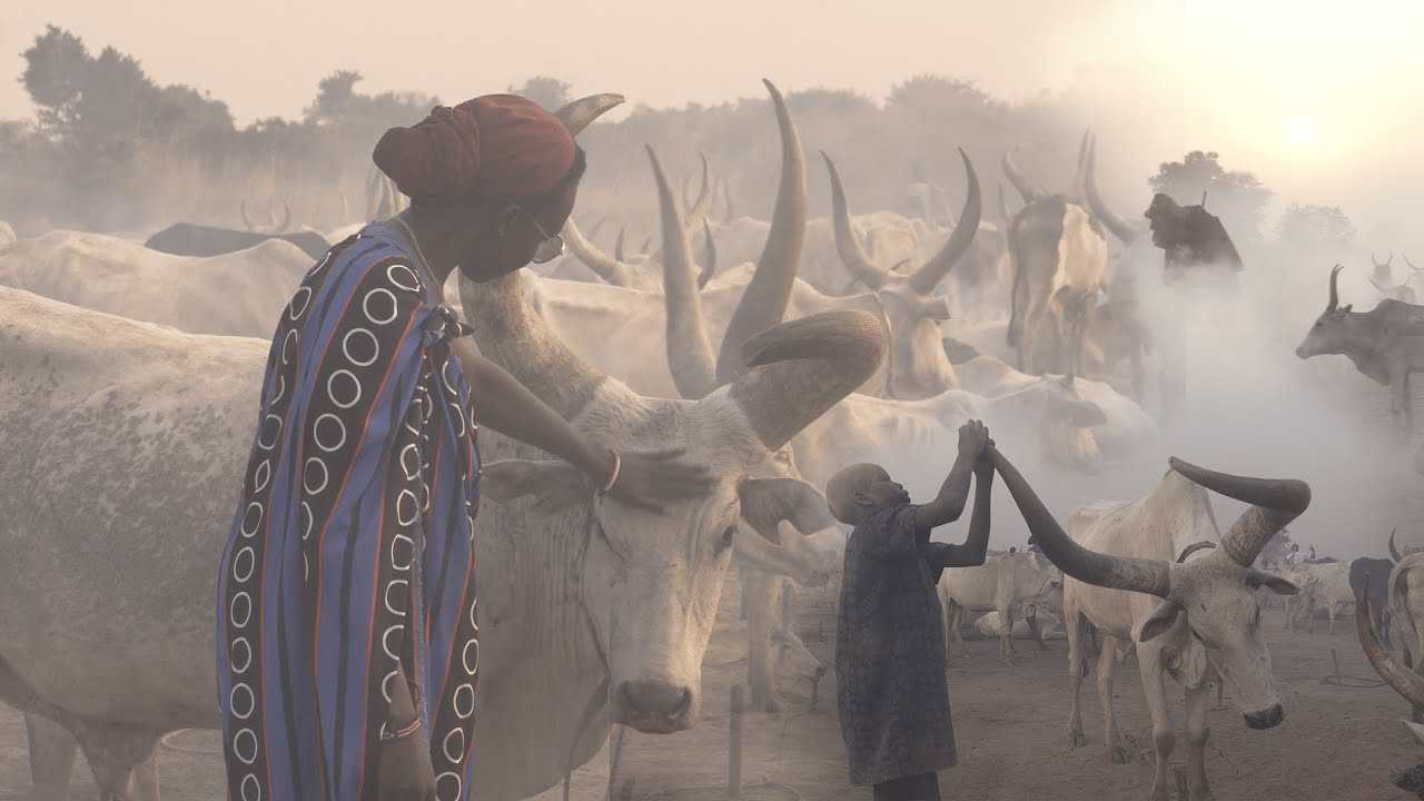 Cattle culture in South Sudan