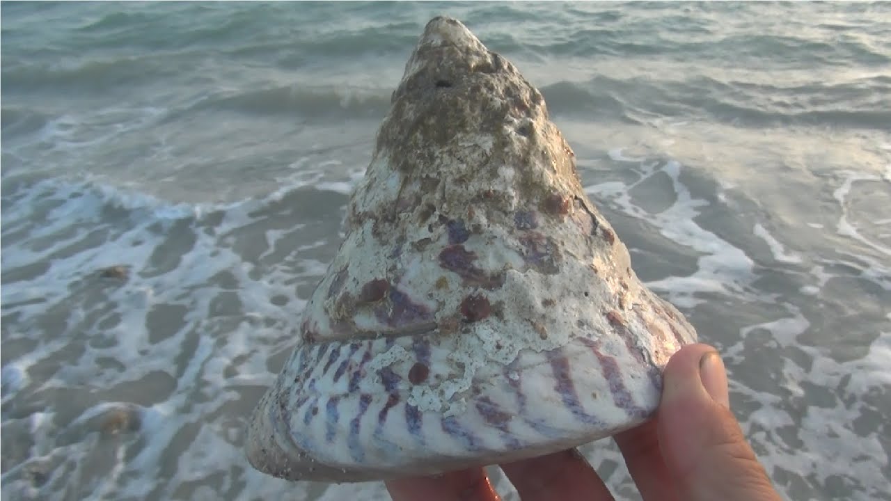 Beach exploration: found a giant spiral seashell