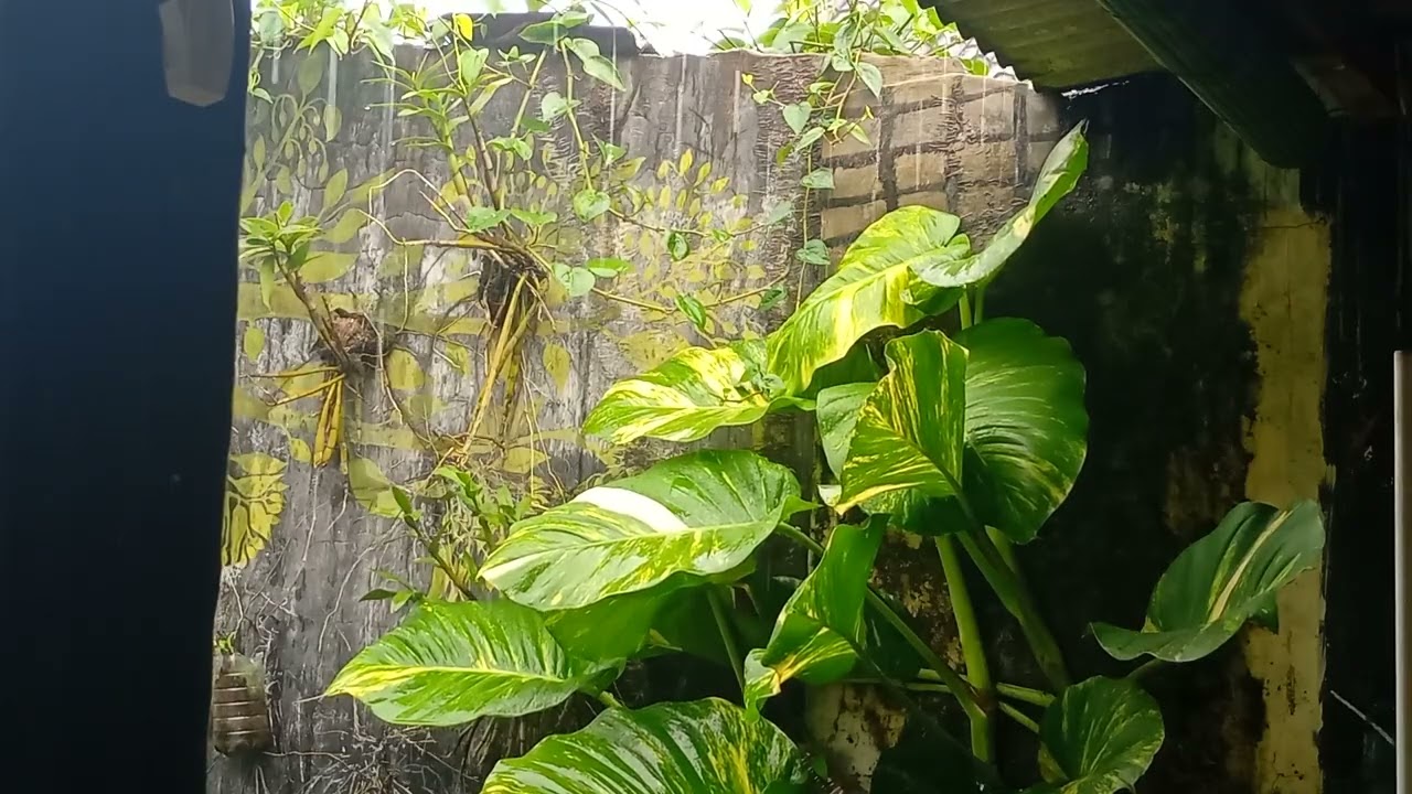 Rain , the sound of afternoon rain