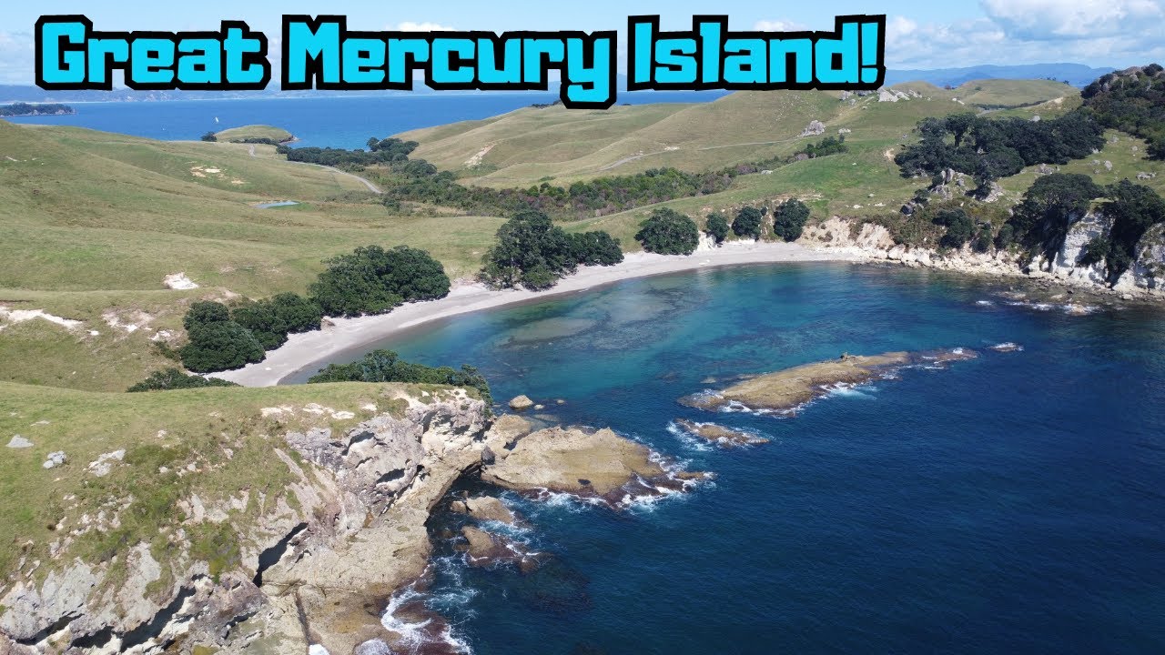 One week on Great Mercury Island as a volunteer for the Argentine ant eradication program!