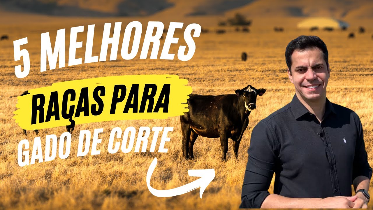 5 MELHORES RAÇAS PARA GADO DE CORTE