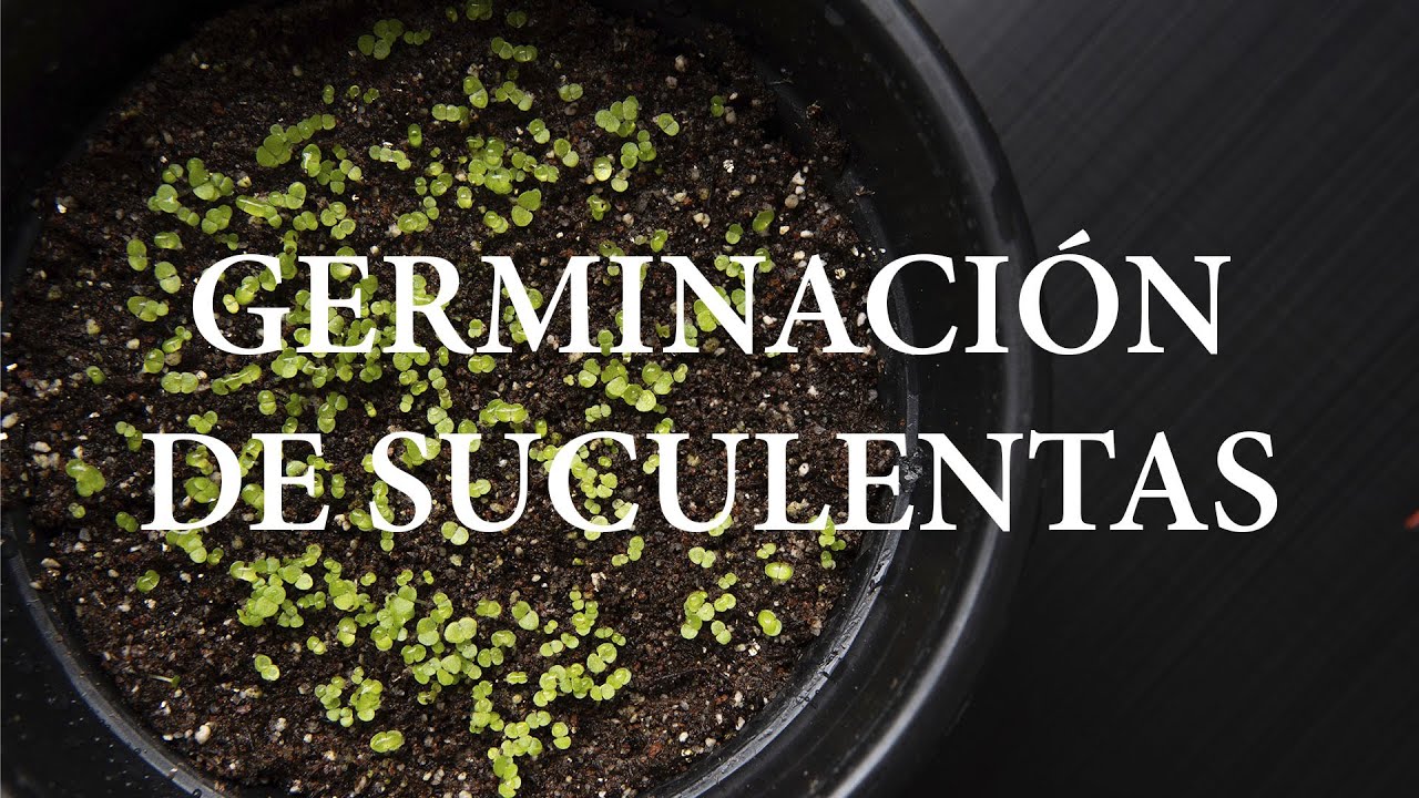 Cómo germinar semillas de suculentas (Paso a paso)