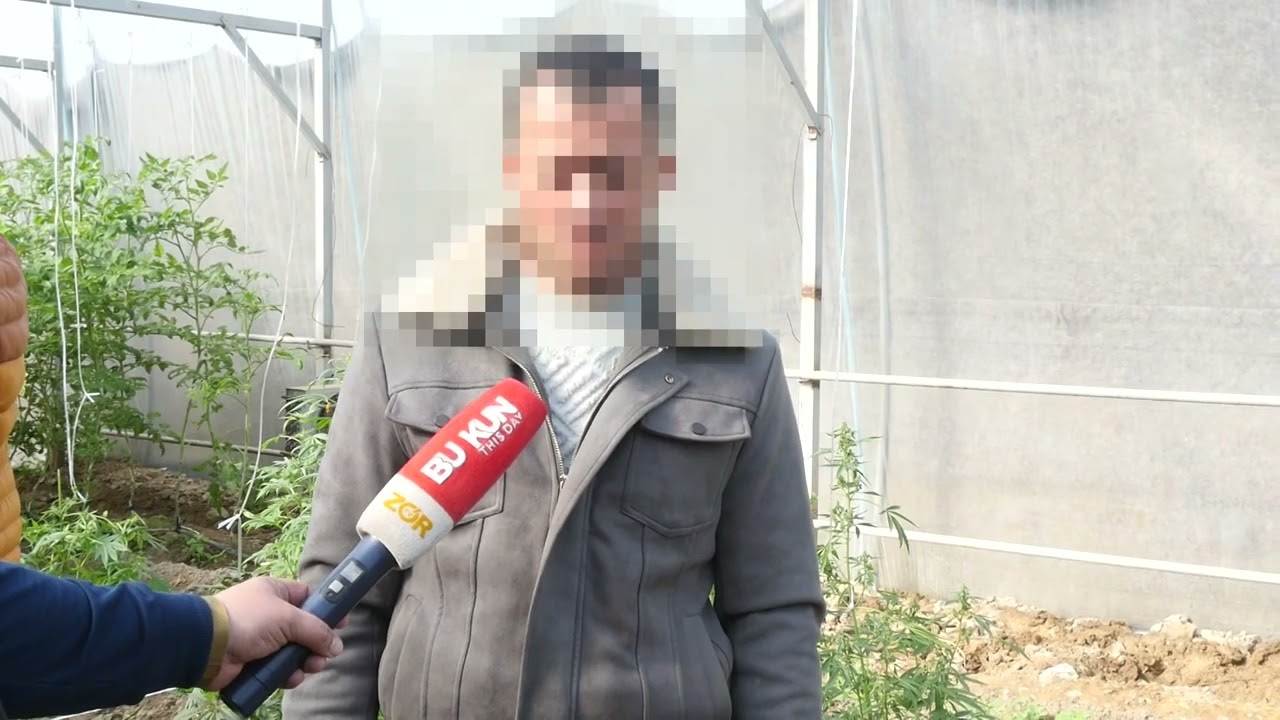 Samarqandda issiqxonasiga pamidor ekib kanabis o`stirayotgan tadbirkor qonun oldida javob beradi
