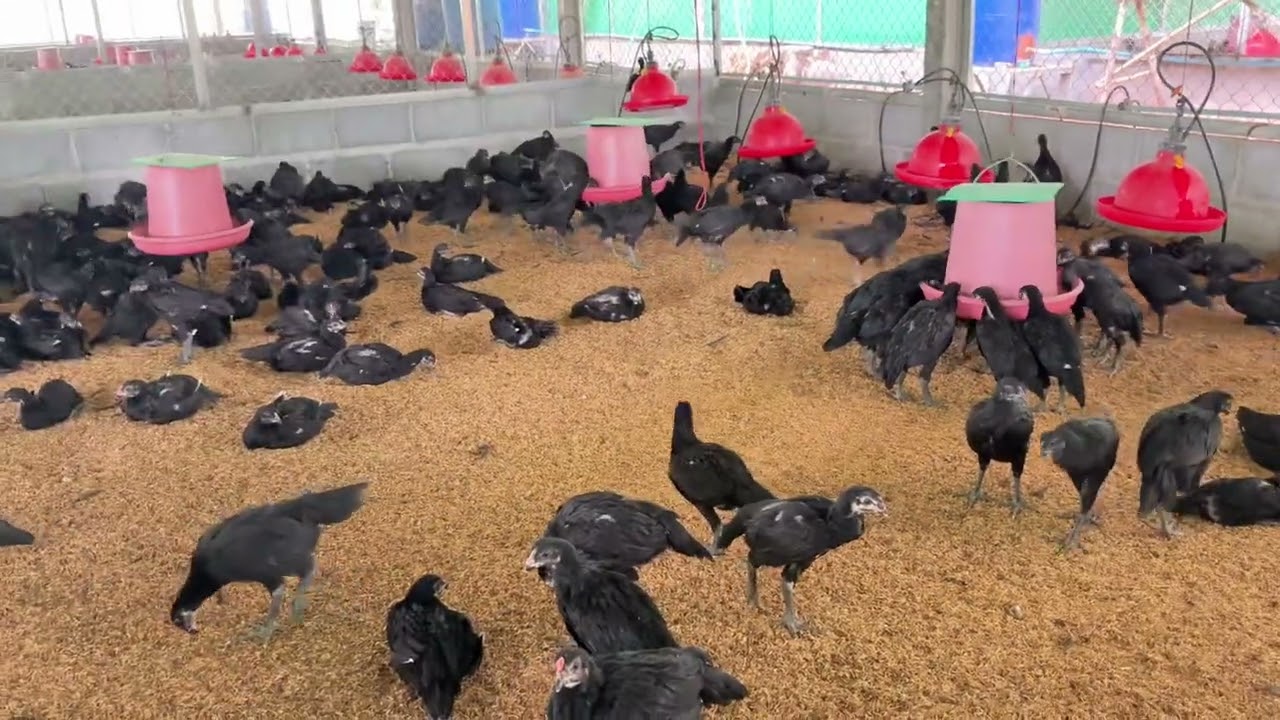 พิชญ์ชานนฟาร์ม ไก่ประดู่หางดำ