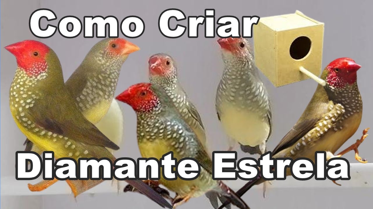 COMO CRIAR O DIAMANTE ESTRELA O STAR FINCH pássaros domésticos
