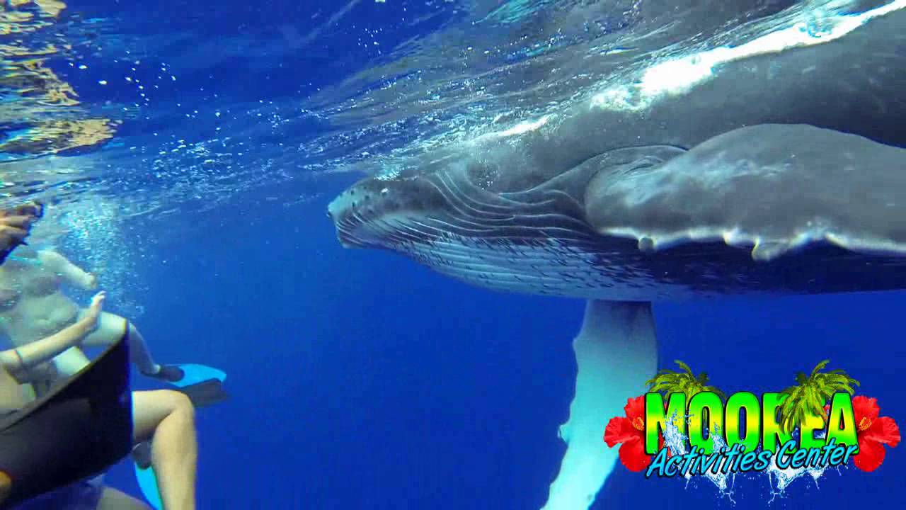 Moorea Observation Baleines | Moorea Whale Watching | Moorea Activities Center