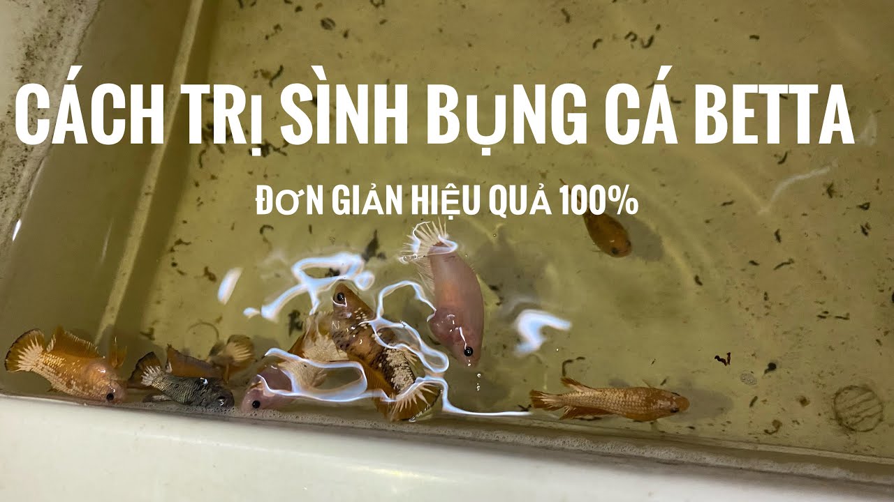 CÁCH TRỊ BỆNH SÌNH BỤNG CHO CÁ BETTA KHỎI HẲN 100% KHÔNG DÙNG THUỐC // Đơn giản hiệu quả