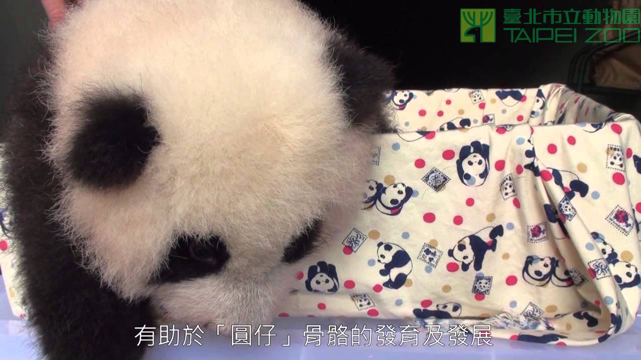 圓仔日光浴初體驗 The Giant Panda Cub having Sunbathe