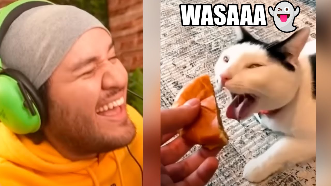 TIKTOKS TAN XD que sacarán EL WASAA de tu GATITO