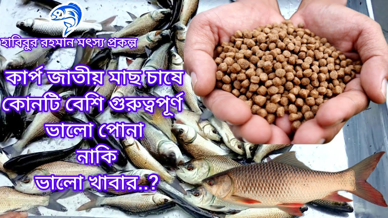 ১৯৭..কার্প জাতীয় মাছ চাষে কোনটি বেশি গুরুত্বপূর্ণ ভালো পোনা নাকি ভালো খাবার...??