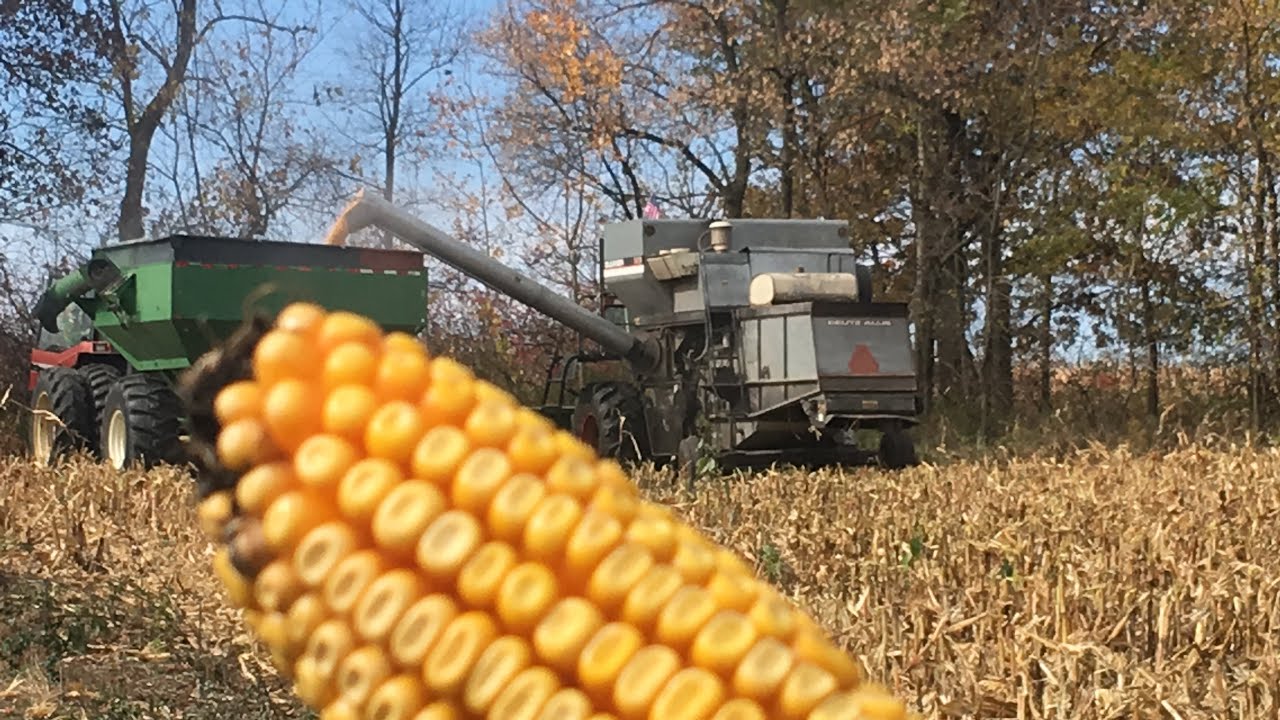 Day 2 of corn harvest 2020 with gleaner combines