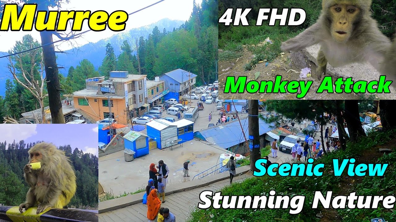 Murree Pakistan | Best Places To Visit | Funny Monkeys Video | Stunning Nature And Greenery
