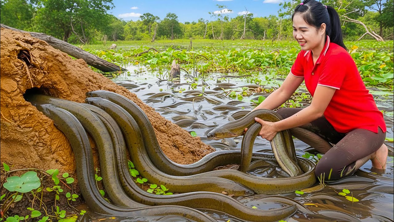 Harvesting bighead eels using plastic tube traps & Go To Market Sell - Instruction for trapping eels