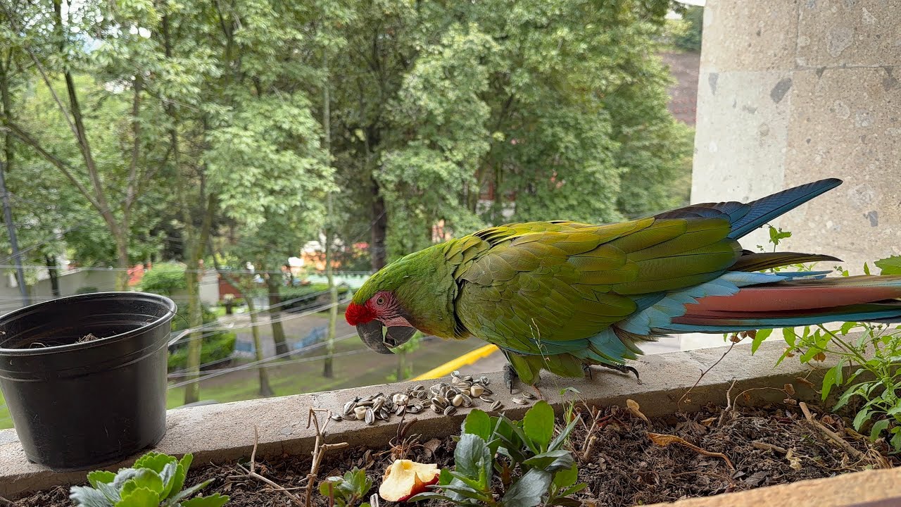 Visita de Francisca, Junio 23 del 2025. 🦜