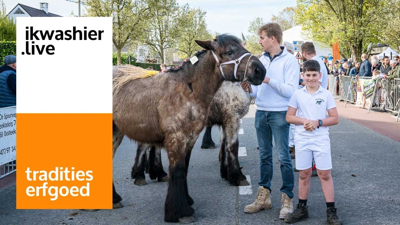 Belgisch trekpaard Oda van 't Hof te Moerzeke wint op jaarmarkt Evergem met uitleg Andreas Van Geyte