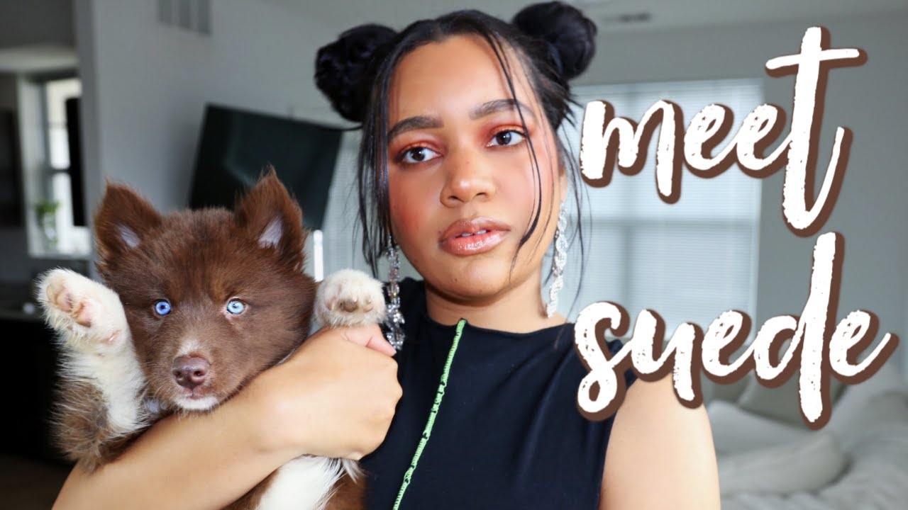 I GOT A SIBERIAN HUSKY PUPPY !!