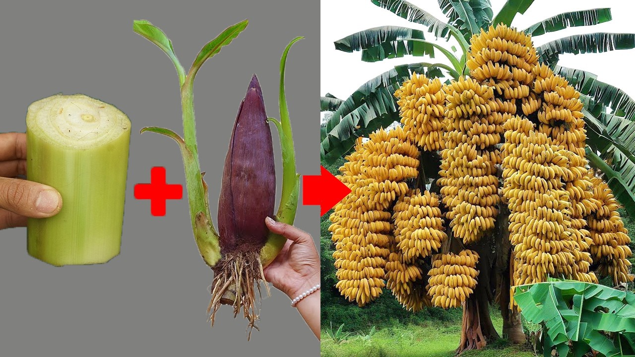 How to grow banana to produce more fruit in a short time from banana flowers | Grafting banana tree