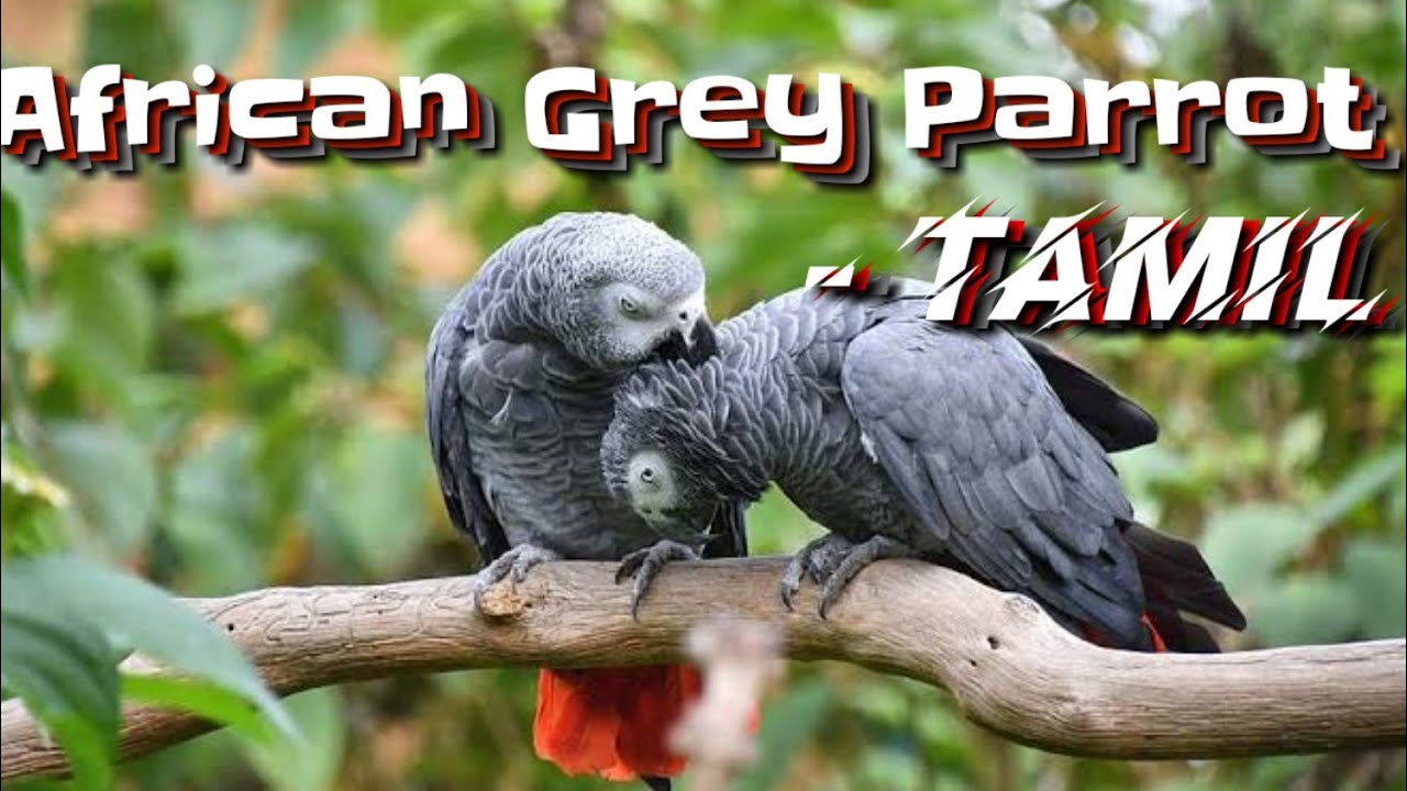 African Grey Parrot Tamil