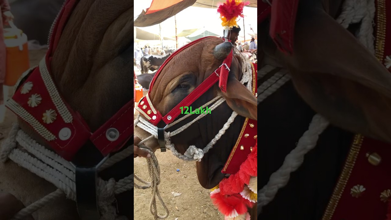 Most Beautiful Animal😍 | Kala mandi#shorts #kalamandi #maweshimandi2025 #peshawar #pakistannews