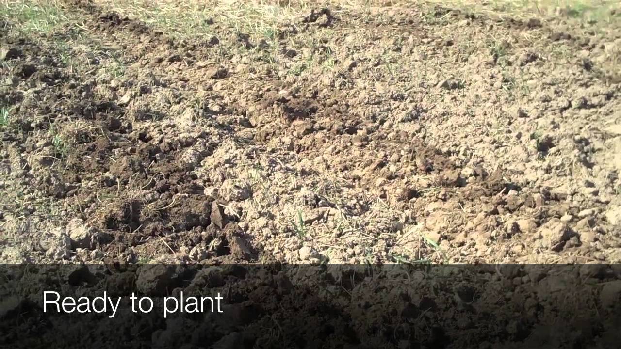 Shrub Willow Planting