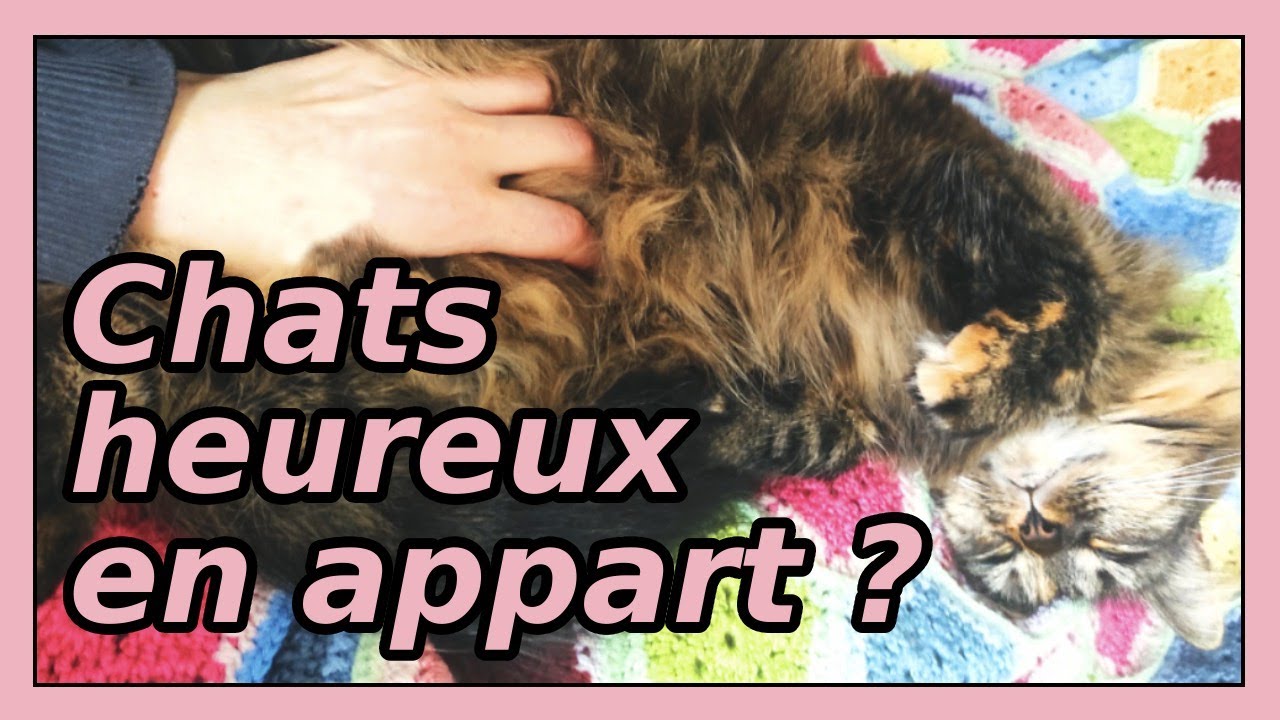 Chats heureux en appartement (update nouvel appart tour !)