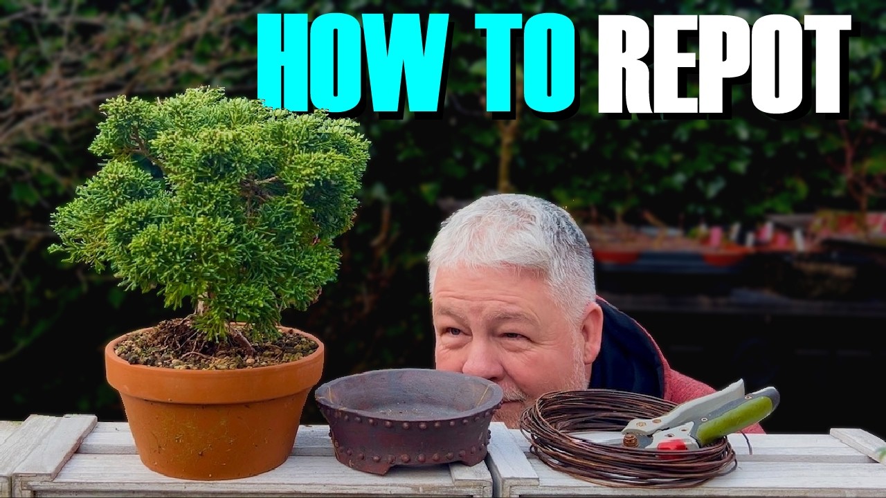 Repot Your Bonsai (Without Killing It)