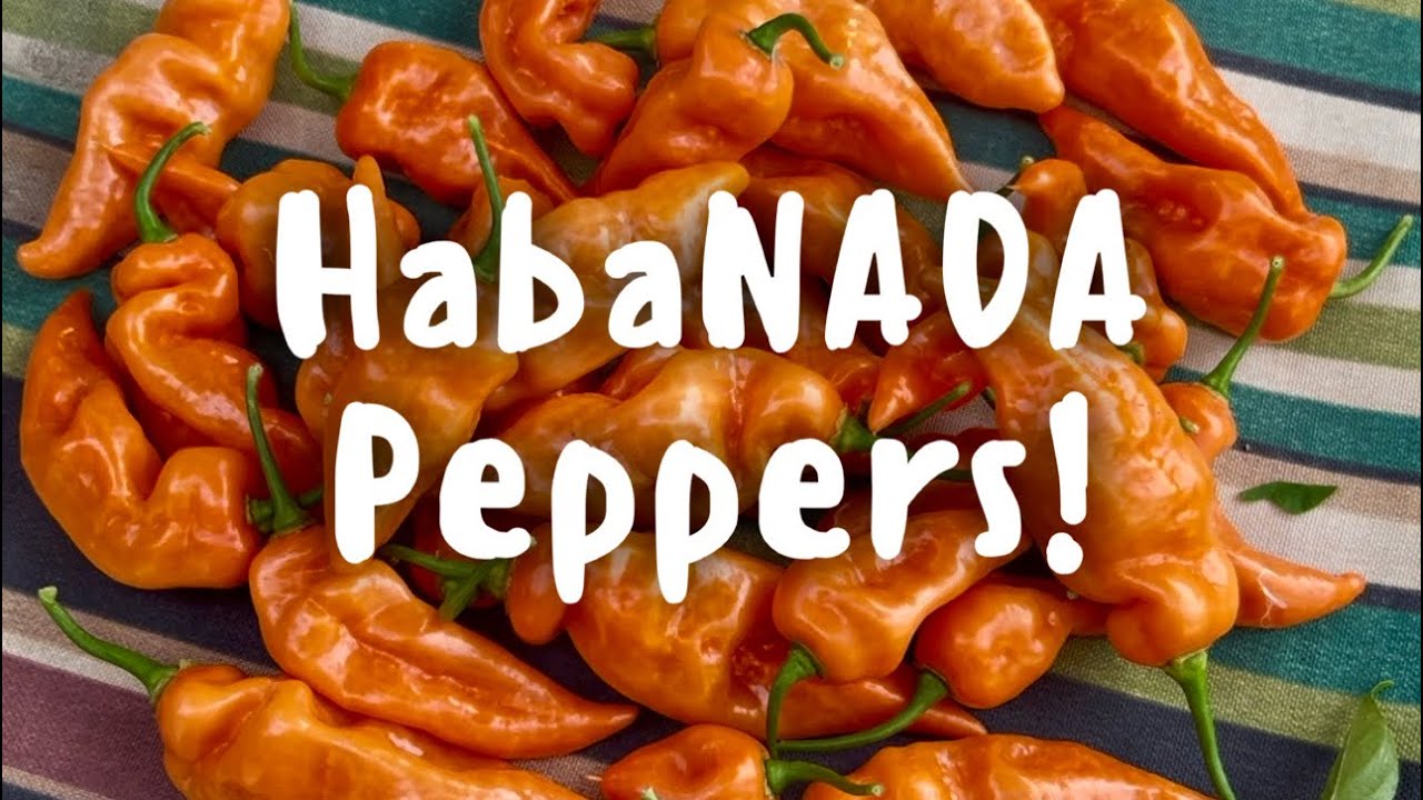 Habanada peppers! The heatless Habanero!