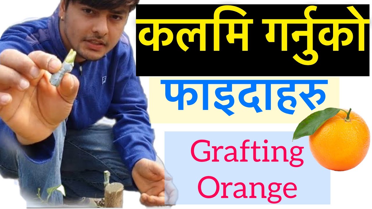सुन्तला कलमि गर्नुका फाइदाहरु। importance of grafting in Nepal by Dinesh Mudbari