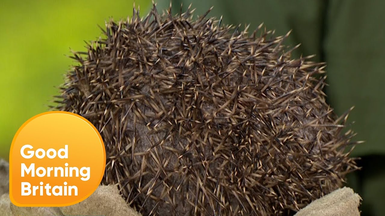 Ray Mears Teaches Survival Skills for Hedgehogs | Good Morning Britain