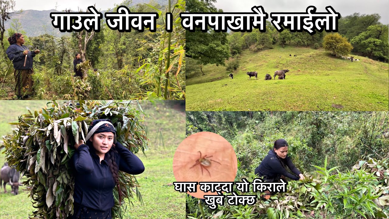 घास काट्न वनतिरJunglevlog!भेडाले त हान्न खोज्छ त।गाउलेजीवन वनपाखामै रमाईलो किरालेत घाटीमै टोकिरारहेछ