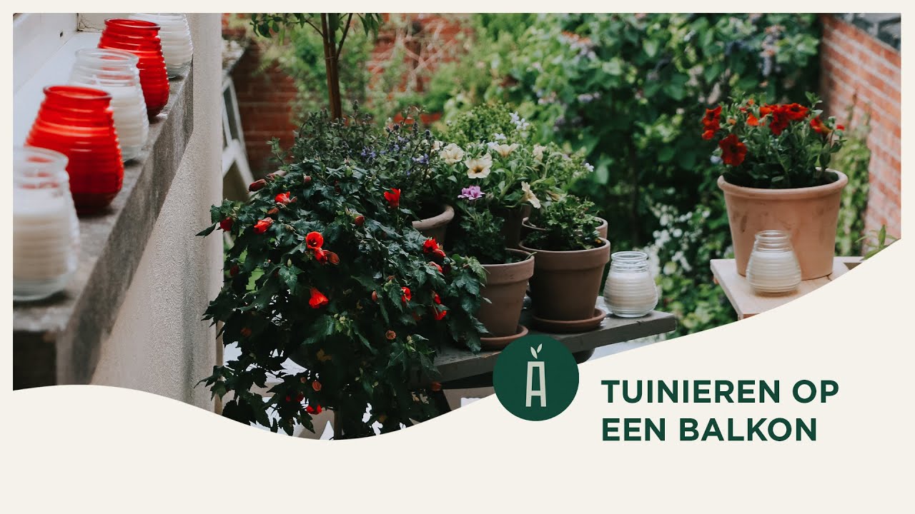 Zo tuinier je op een balkon in de stad I Tof in den hof #7 I Angelo Dorny