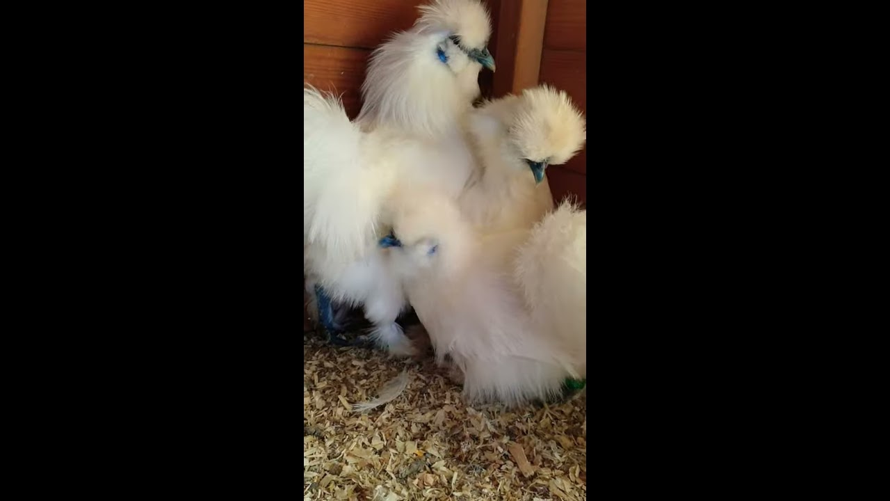 Bearded silkie bantam
