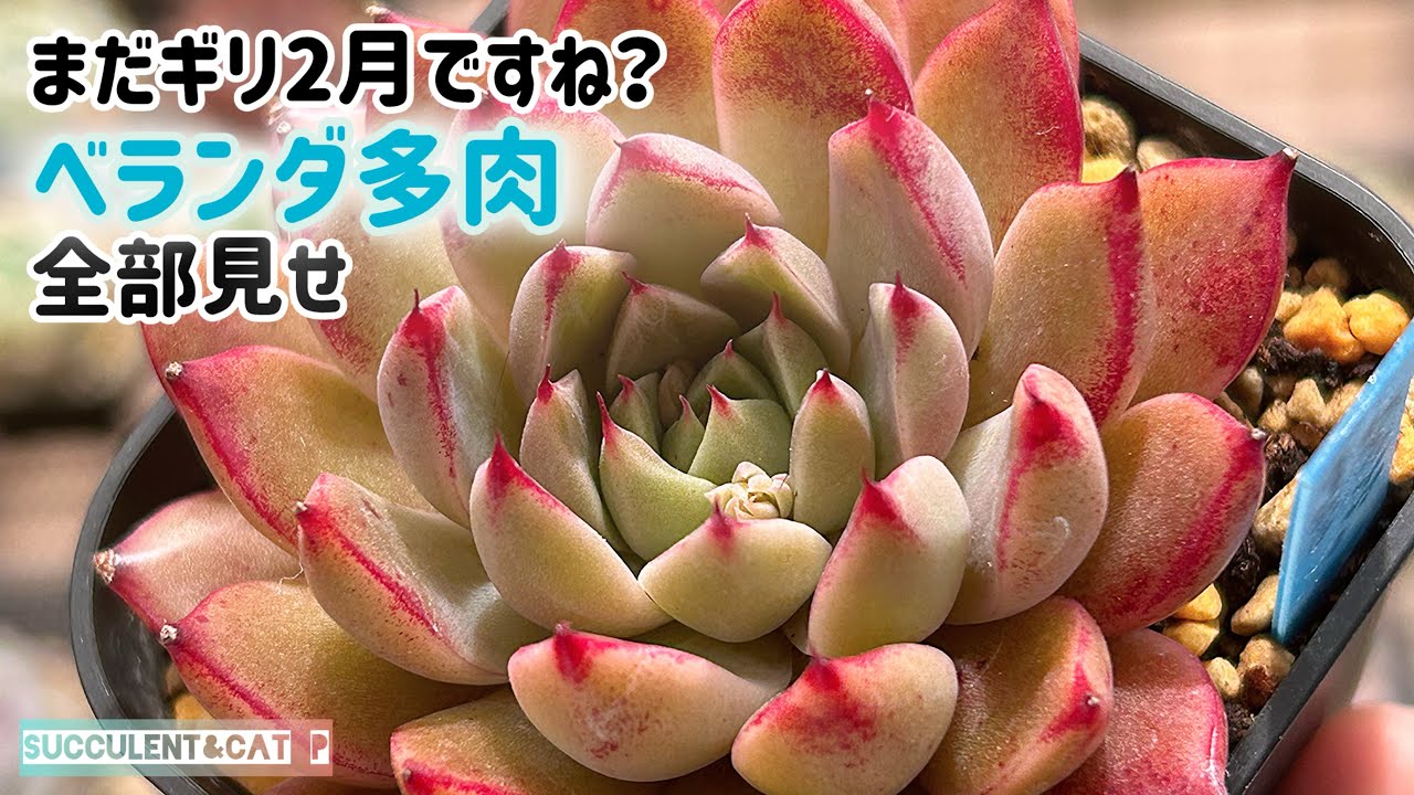 【多肉植物】2月全部見せ。(ギリ)2月も３０日まであると思いこめば余裕で間に合ってる