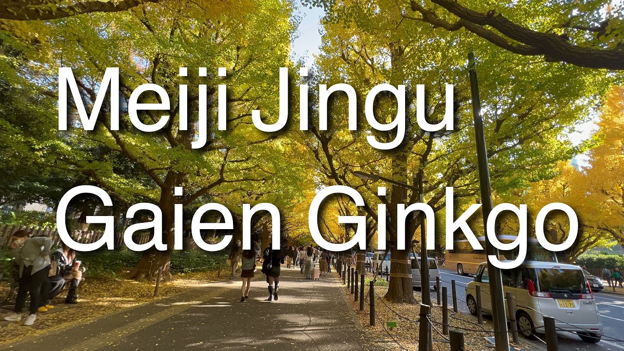 Meiji Jingu Gaien Ginkgo