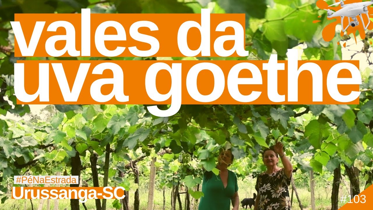 VINHOS de UVA GOETHE | Descubra SC | Urussanga