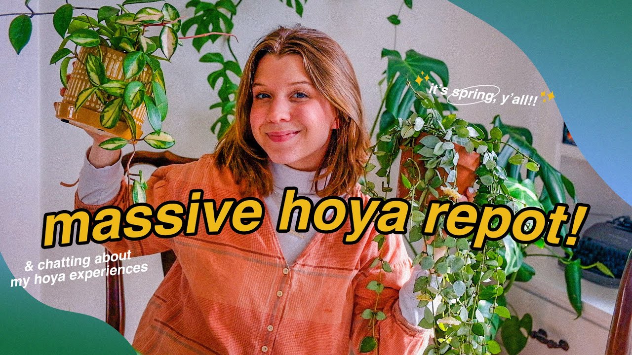 🪴 repotting LOTS of hoya (& chatting about my experiences with them)