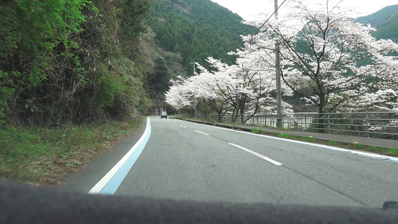 4K　国道194号→国道439号　等速　愛媛県西条市→いの町・旧吾北村→仁淀川町・国道33号　2022年3月末撮影版（桜が満開の時期）
