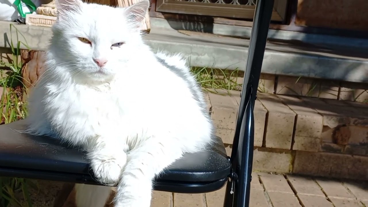 cat steals seat 😑
