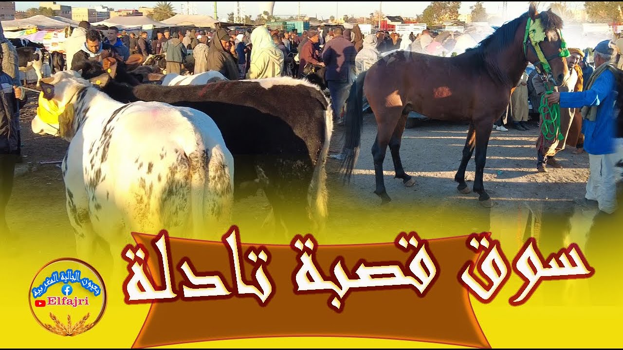 أجي تشوف جولة  السوق الأسبوعي قصبة تادلة بني ملال 12/02/2024