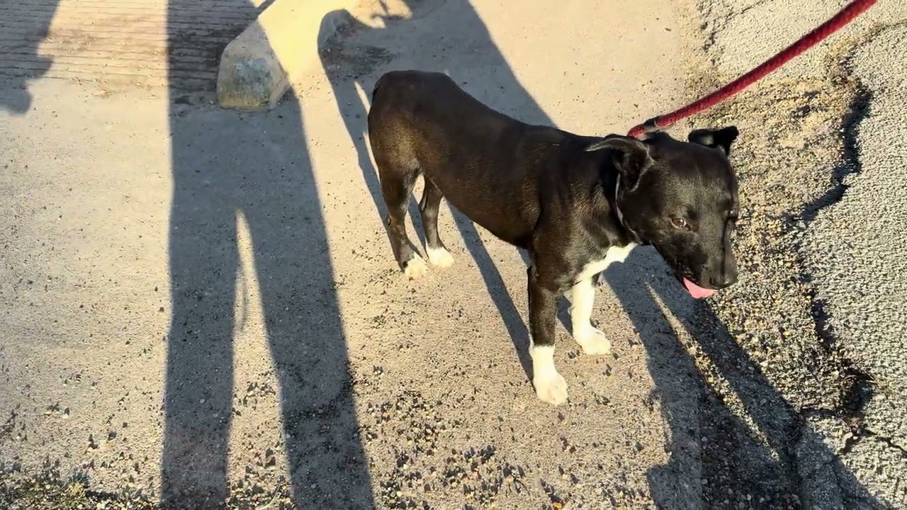 A2054004 Bubba and A2055462 black lab mix male temp test