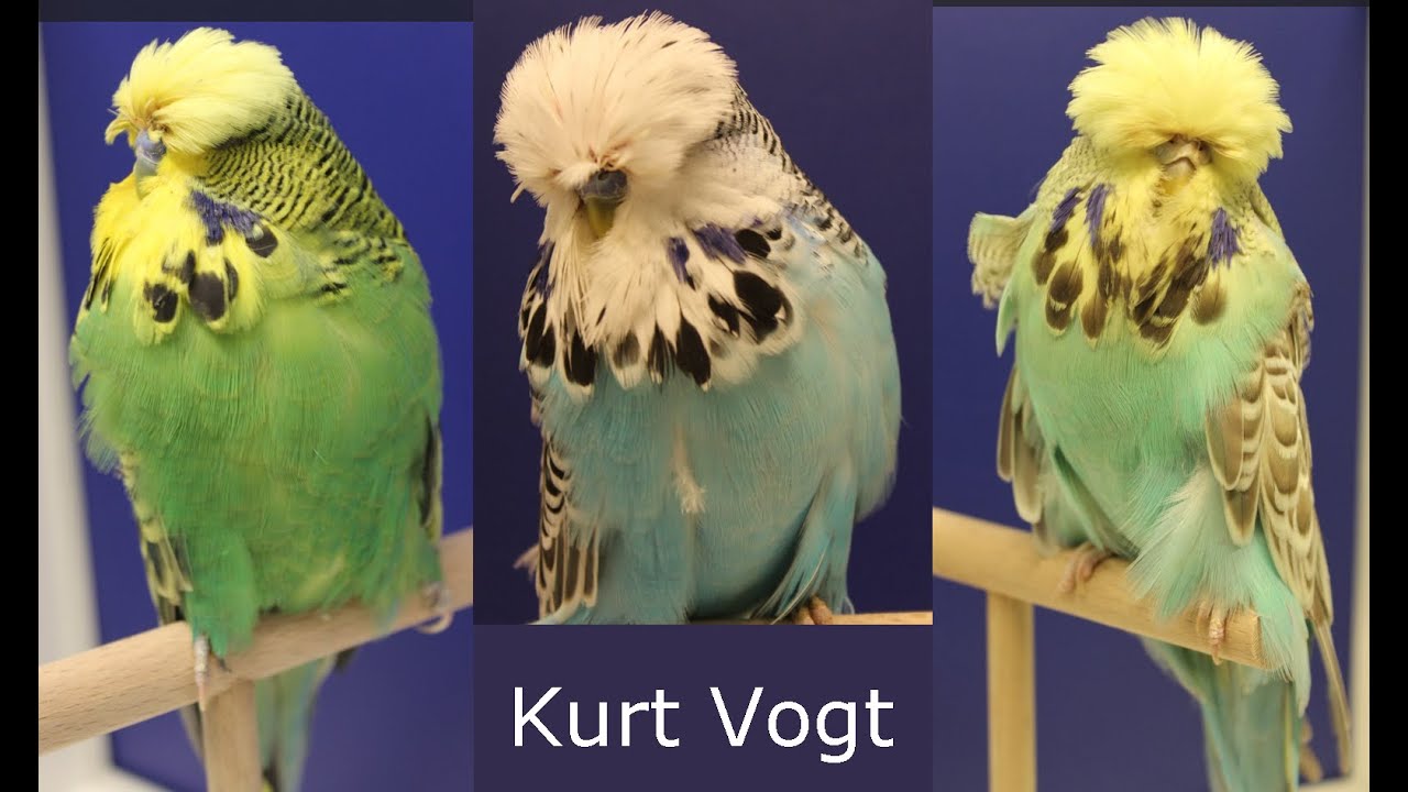Kurt Vogt - Show Budgerigar Champion Breeder - June 2016