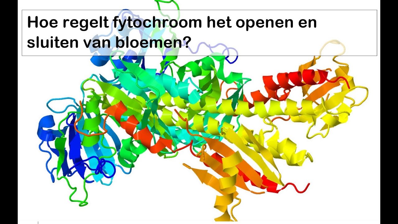 Nog meer signaaltransductie! Hoe regelt fytochroom het openen en sluiten van bloemen?