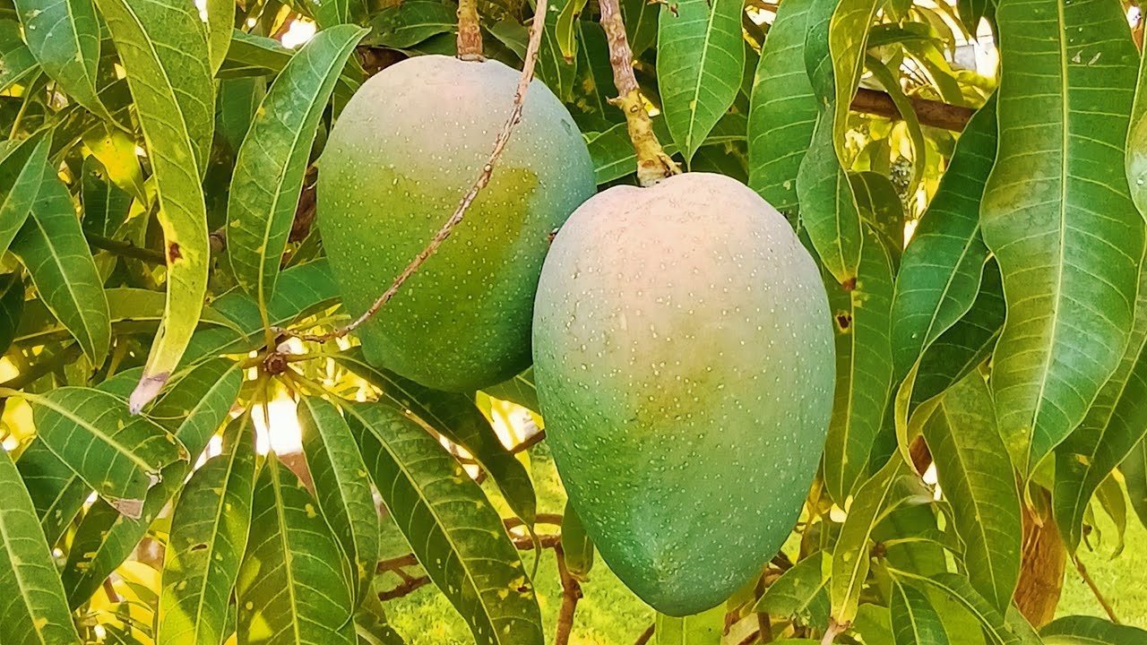 عوامل مؤثرة علي المانجو في موسم 2021 🥭 | المناخ و الرطوبة الارضية و التقليم و التسميد الارضي 🥭