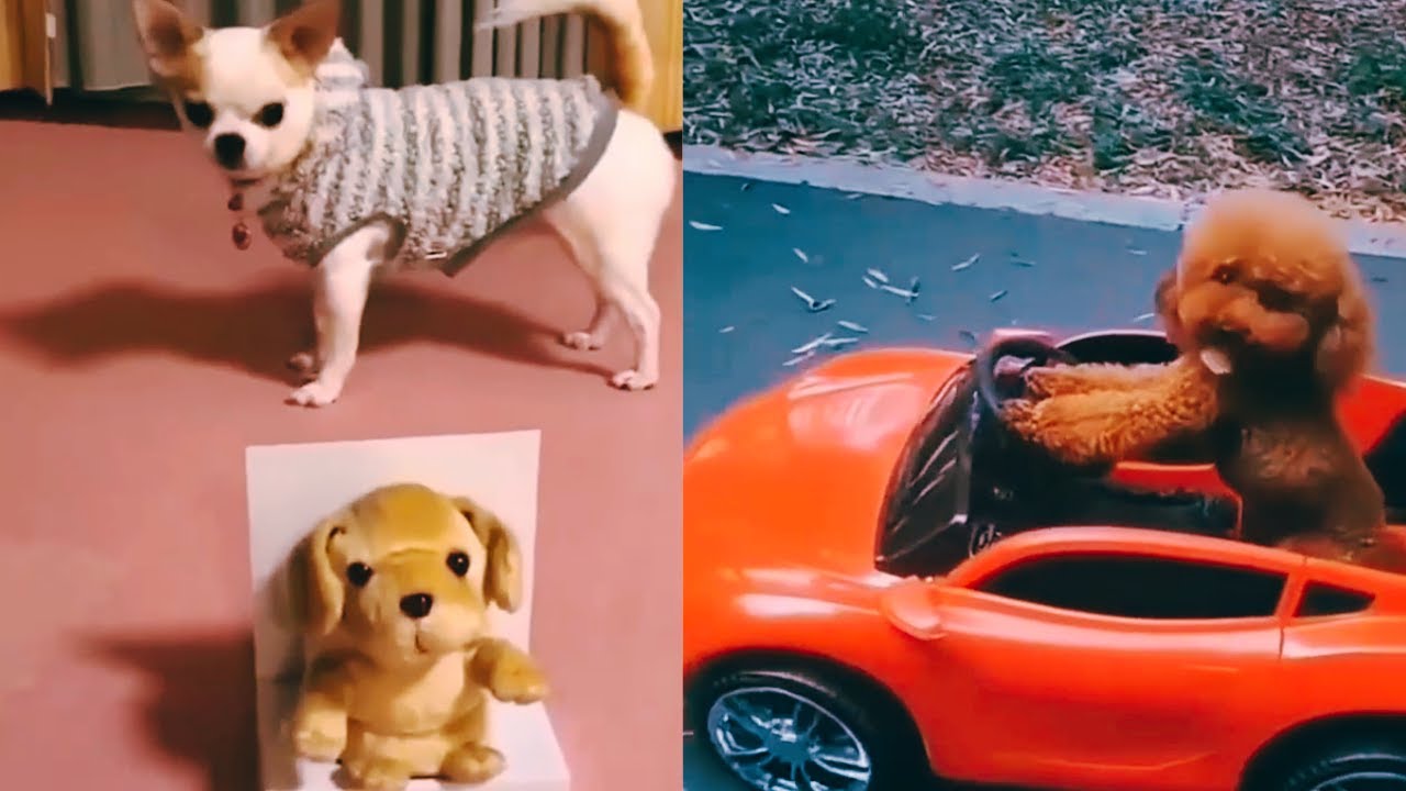 Funny and Cute Dogs Videos Compilation EP 2