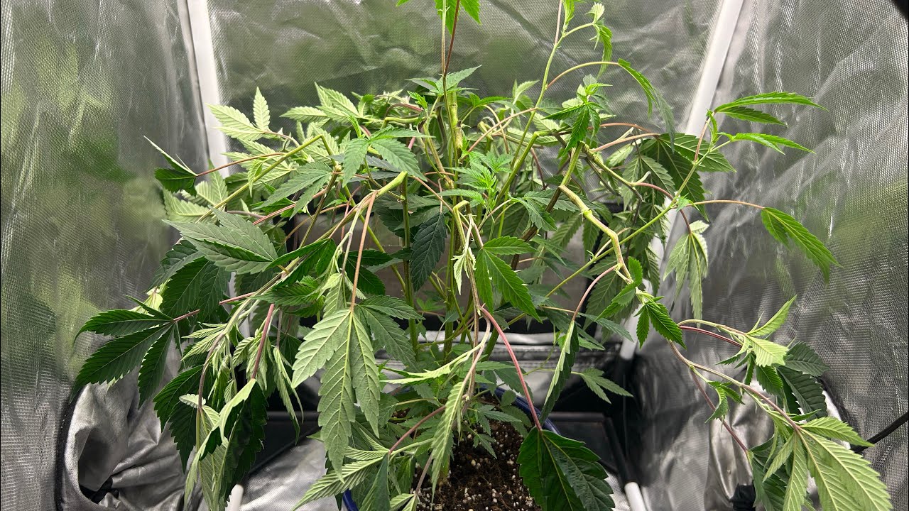 Super cropped KALIFA kush indoor grow tent almost that time