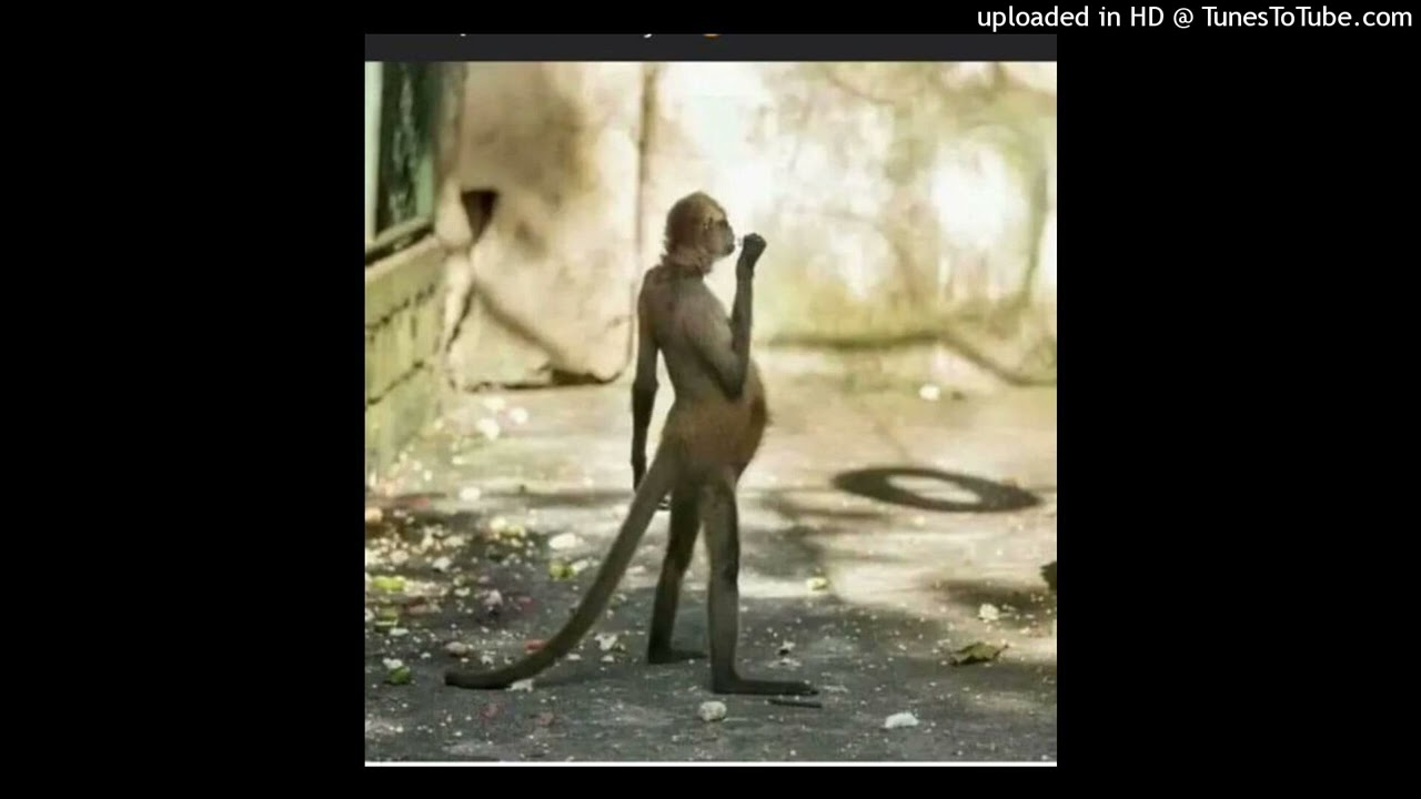 Sopa de macaco 2023(prod by G-stanabeats) mp3