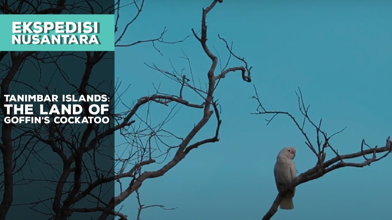 Tanimbar Islands: The Land of Goffin Cockatoo